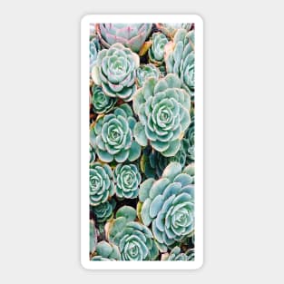 Green Succulent Close Up Sticker